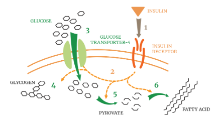 Insulin Glucose Metabolism