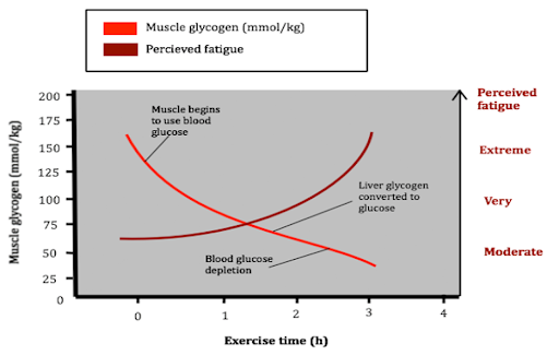 Exercise Time Muscle Glycogen - Endurance Athletes
